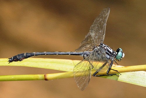 Male
2009_06_24_Floyd